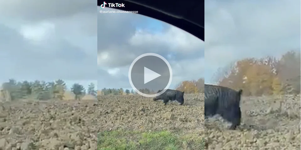 [Vidéo] Un gros sanglier filmé par une chasseresse depuis une voiture