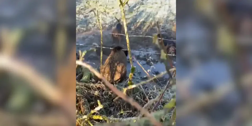 sanglier sous un barbelé