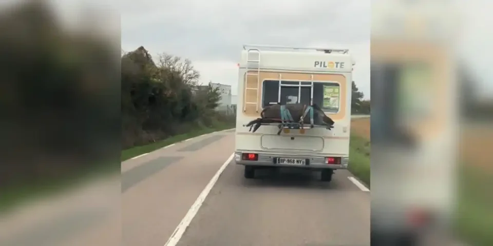 sanglier sur camping car
