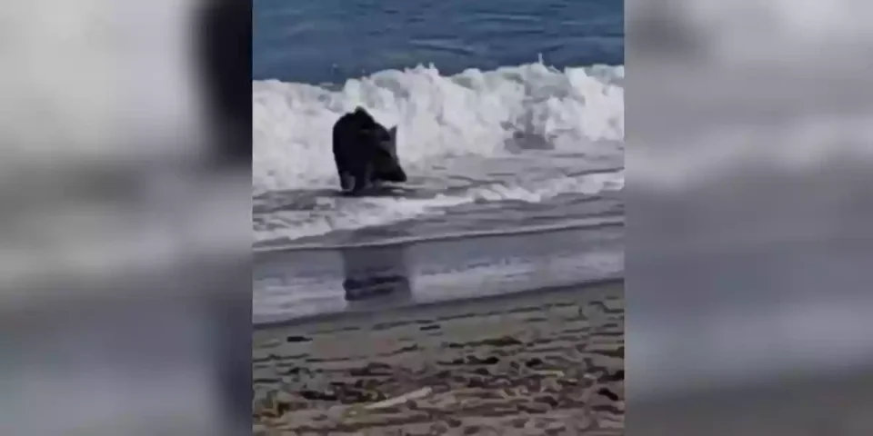 sanglier sur la plage de la Marana en Corse