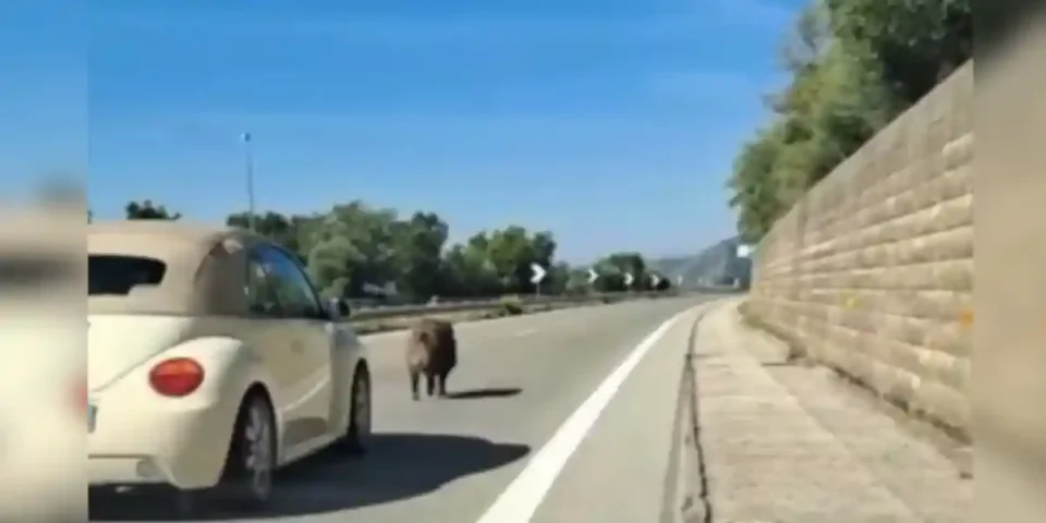 Sanglier sur l'autoroute
