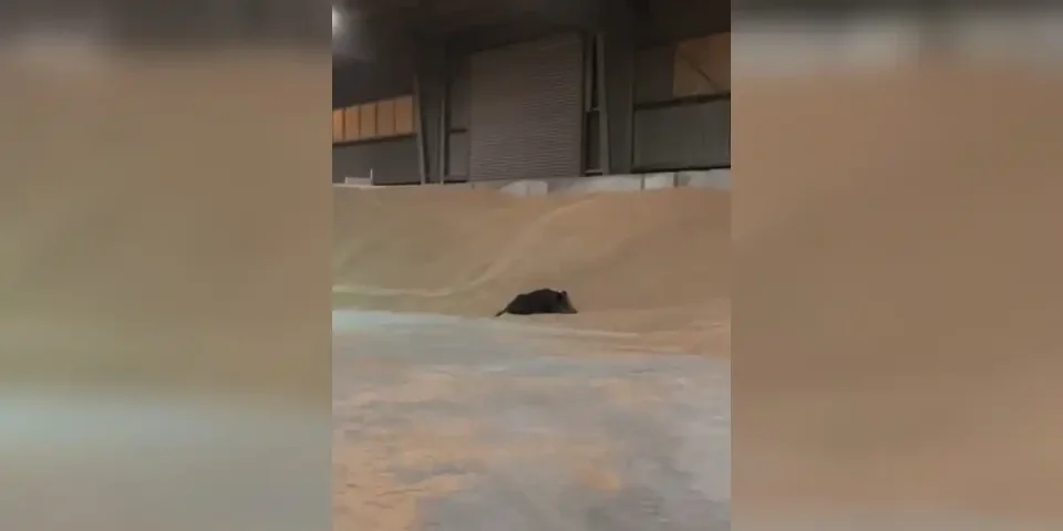 [Vidéo] Un sanglier bien installé dans un hangar de grain