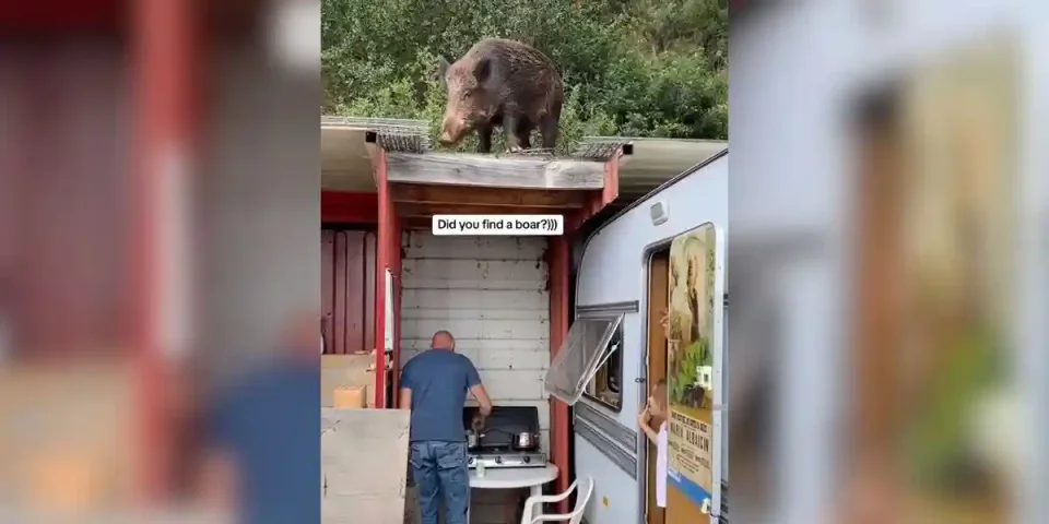 sanglier sur une toiture