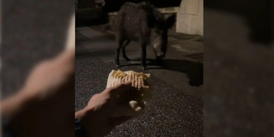 sanglier tacos