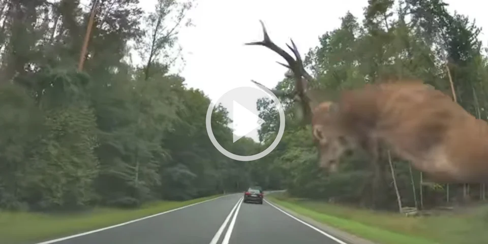 [Vidéo] Une dashcam filme un cerf qui tente de sauter par dessus une voiture