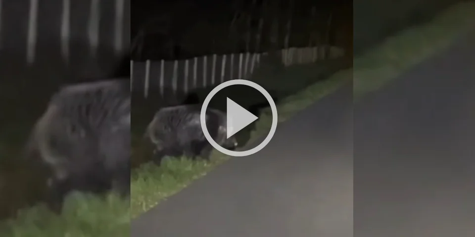 [Vidéo] Un gros sanglier prend son temps pour quitter la route