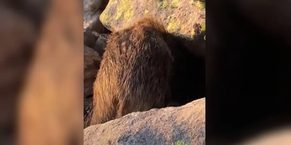 [Vidéo] Un sanglier dérangé alors qu’il faisait ses petites affaires