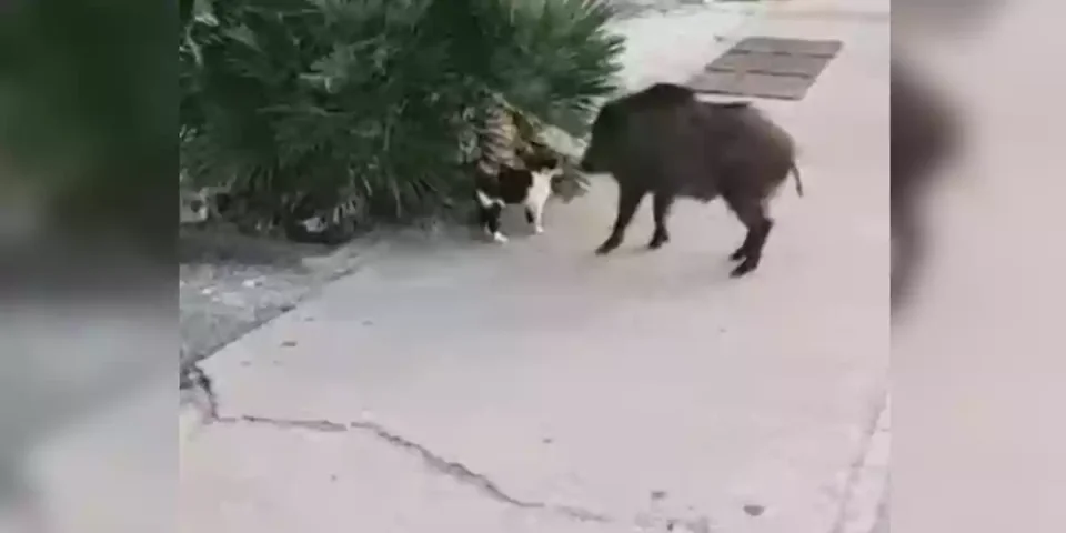 sanglier-vs-chat
