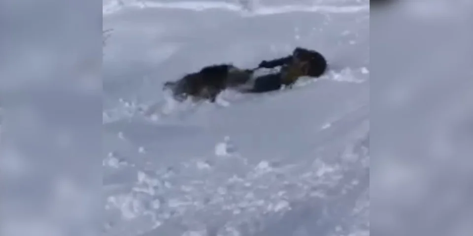 sanglier vs skieur