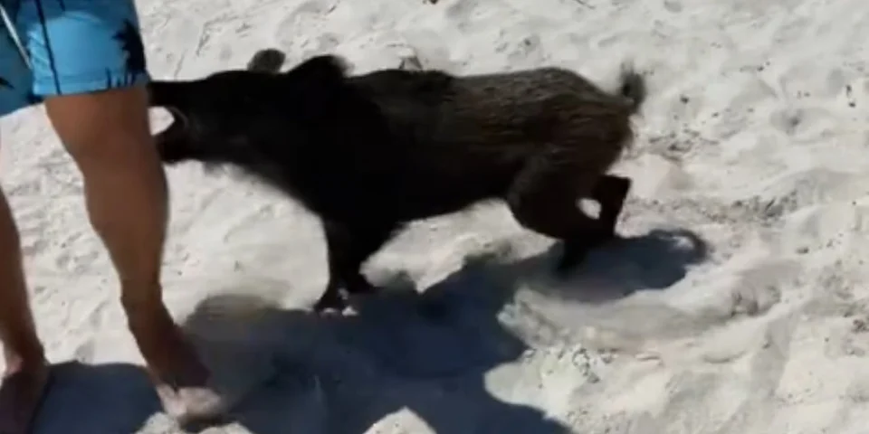 sanglier vs touriste en sardaigne