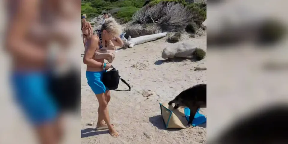 sanglier vs touriste en sardaigne