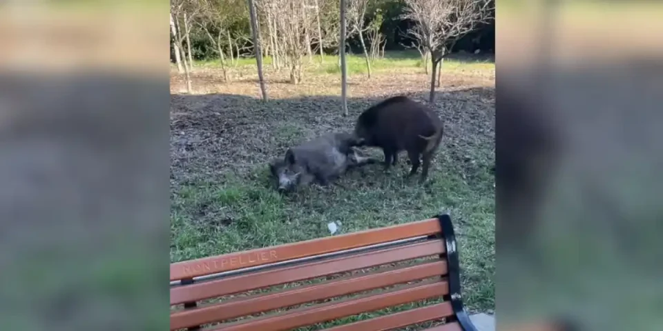 sangliers à la paillade