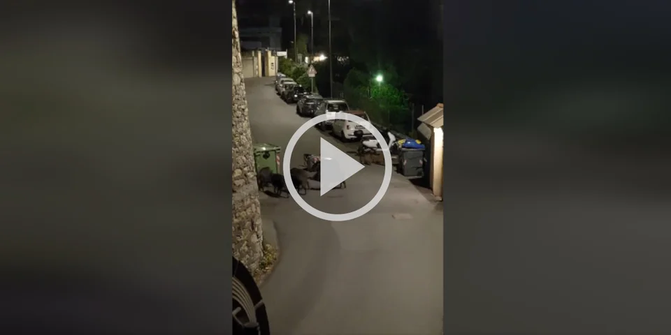 [Vidéo] Une compagnie de sanglier a remplacé les rats autour des poubelles