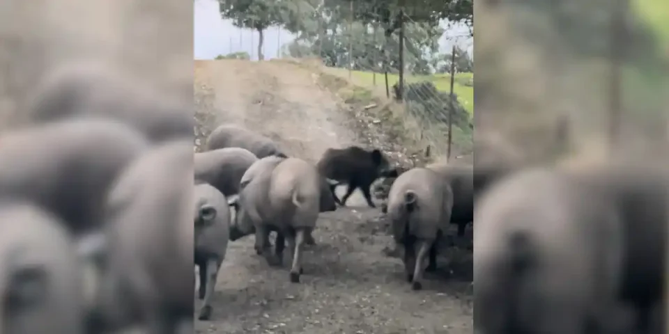 sangliers au milieu des cochons
