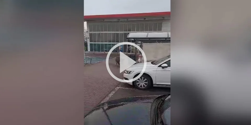 [Vidéo] Des sangliers s’offrent une balade au supermarché