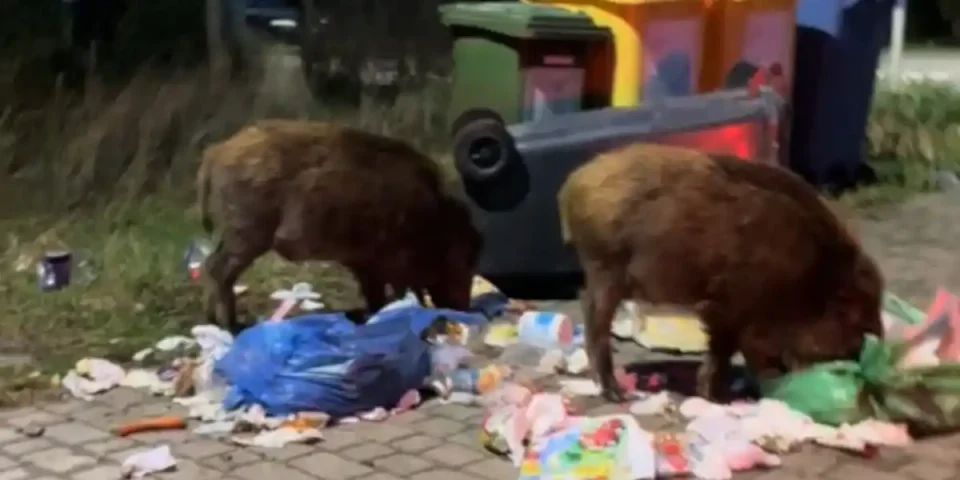 sangliers dans les poubelles