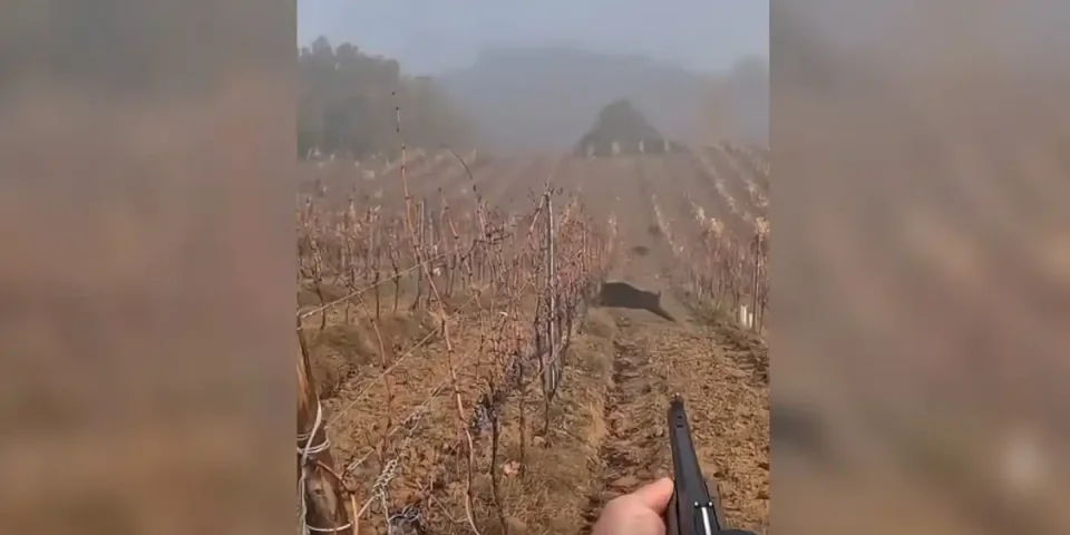 sangliers dans les vignes