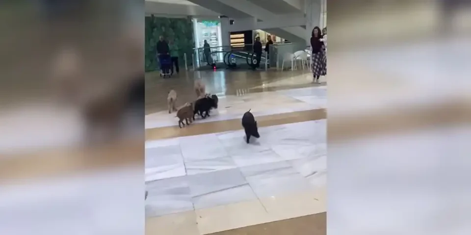sangliers dans un centre commercial