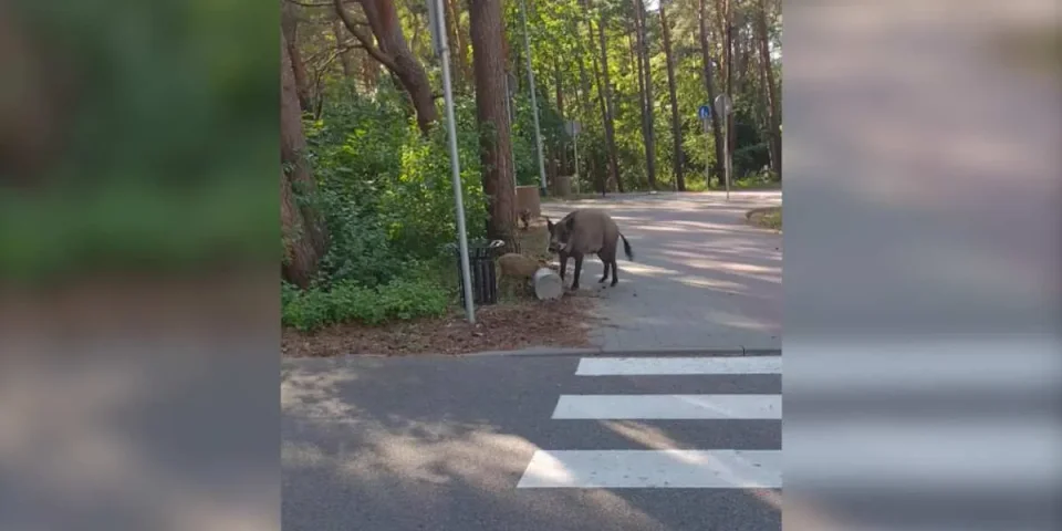 sangliers dans un parc polonais