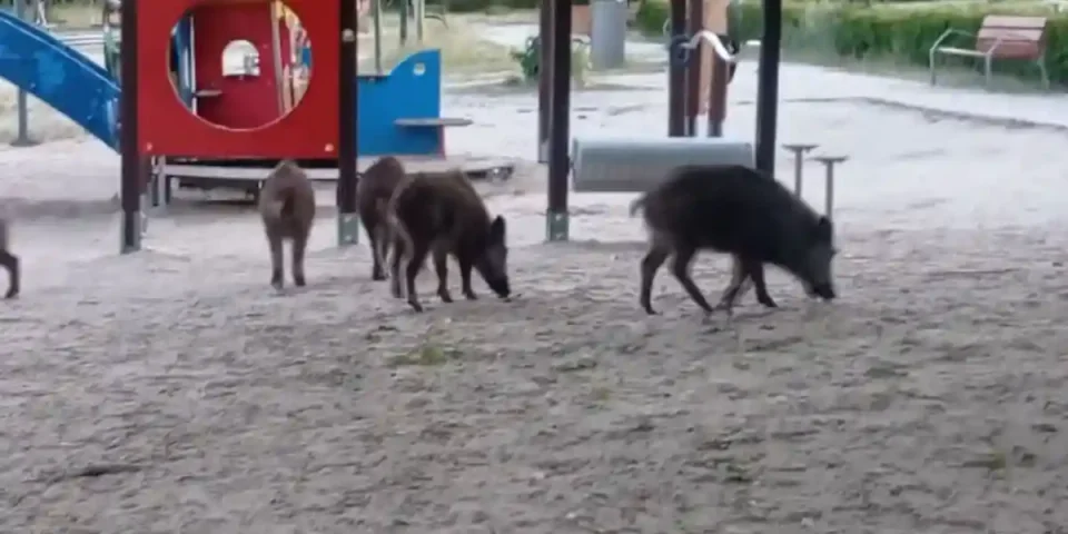 sangliers au parc pour enfants