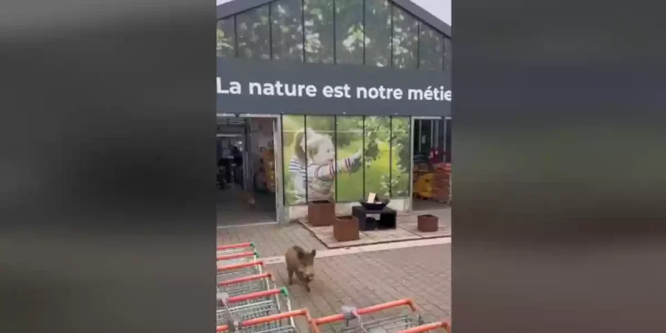 sangliers dans une jardinerie