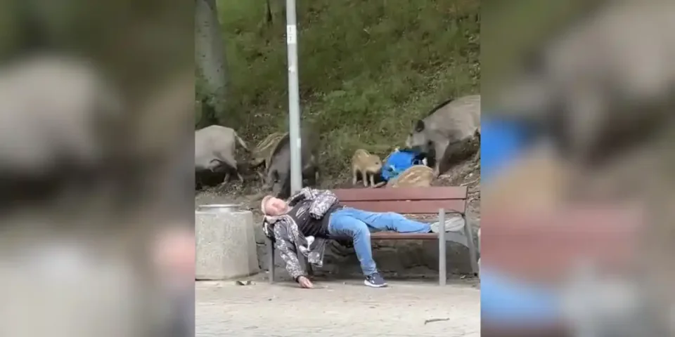 sangliers depouillent un homme qui fait la sieste