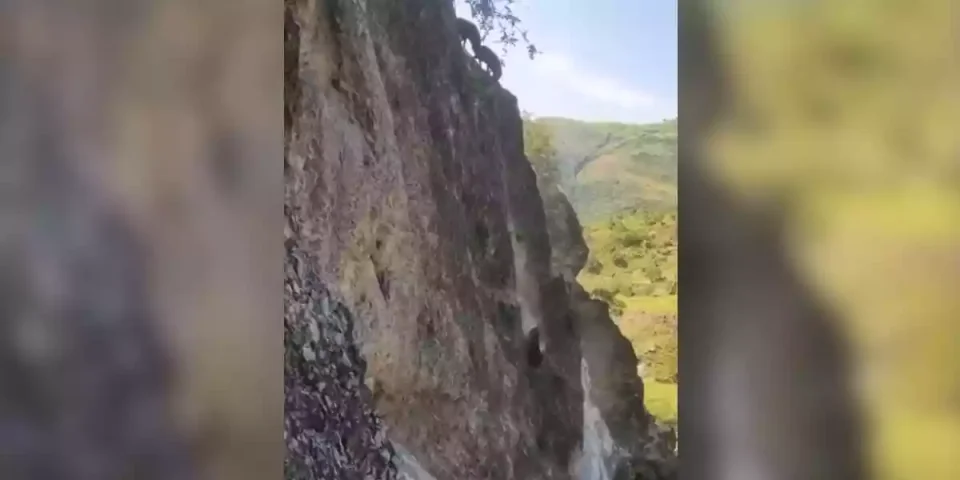 sangliers dévalent une falaise