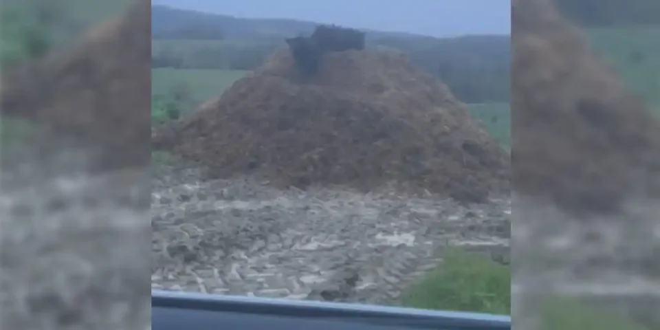 sangliers en haut du fumier
