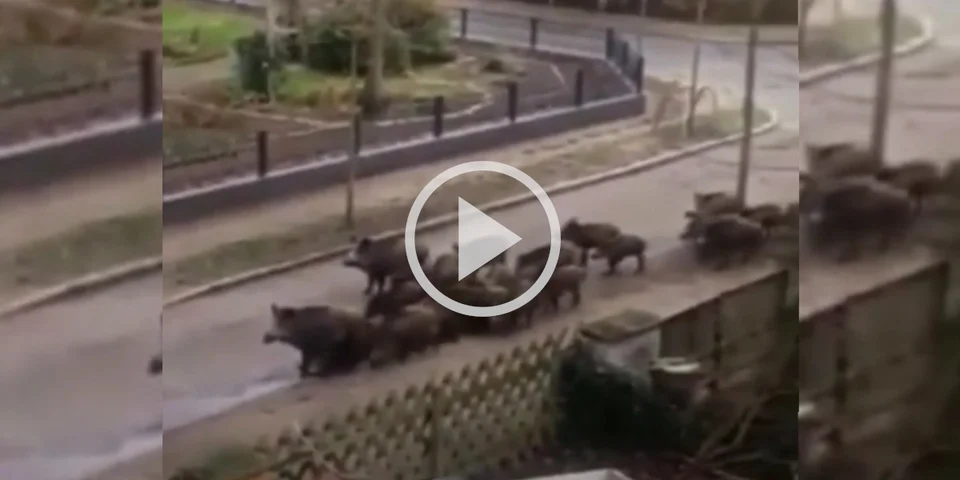 [Vidéo] Une belle compagnie de sangliers visite un quartier résidentiel