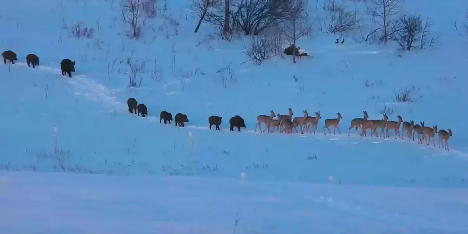 chevreuils et sangliers dans la neige