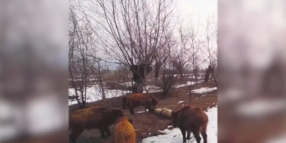 sangliers mangent un loup
