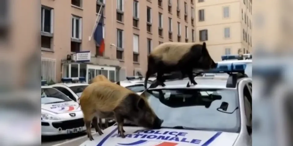 sangliers sur une voiture de police