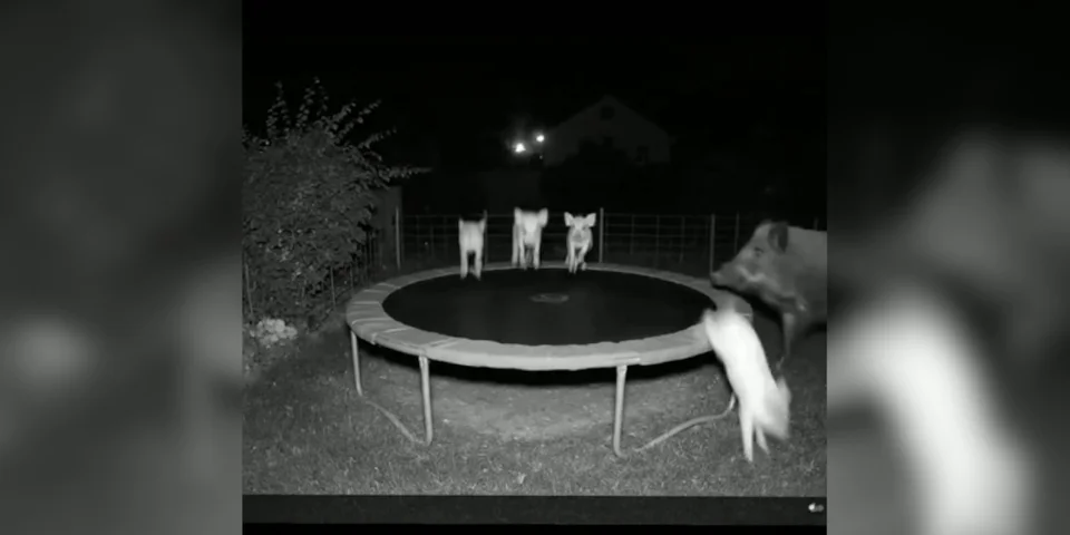 sangliers trampoline