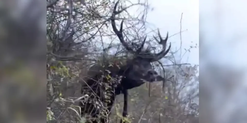 saut de cerf