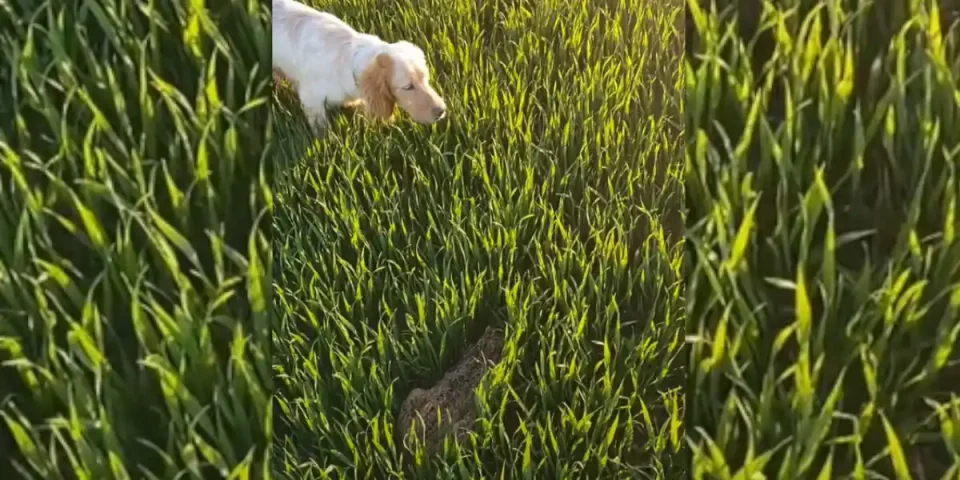 setter à l'arrêt sur un lièvre
