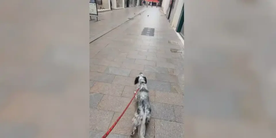 setter en mode chasse