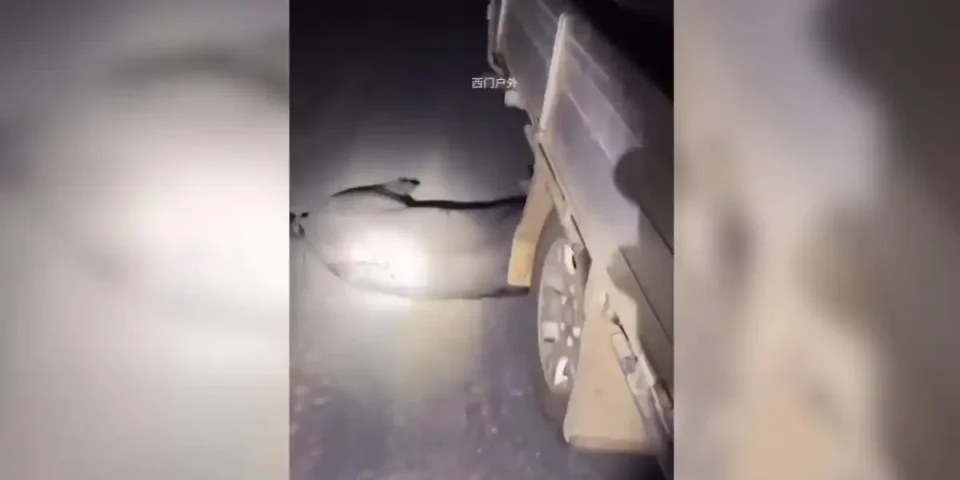 suidé vs camion