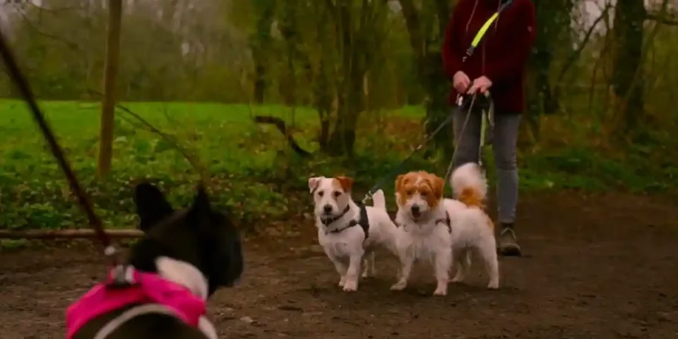 tenir les chiens en laisse en Wallonie