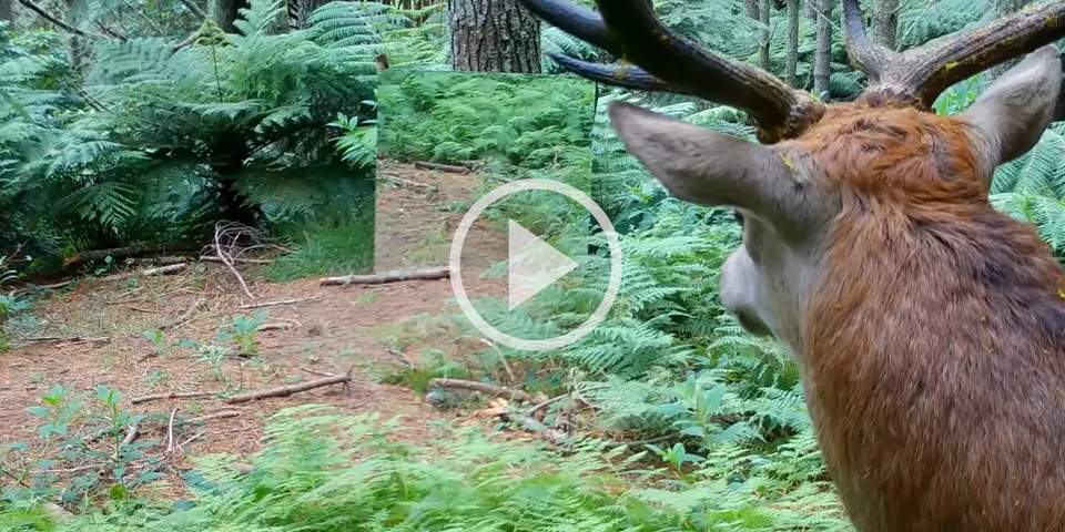 [Vidéo] Les réactions des animaux de la forêt face à leur reflet dans un miroir