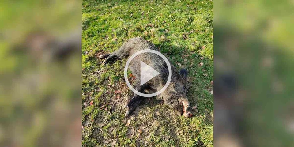 [Vidéo] Prélèvement d’un keiler de plus de 110kg qui déboule d’un roncier