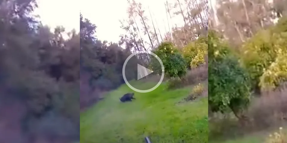 [Vidéo] Tir d’un Keiler qui voulait filer sans se faire repérer par une bande enherbée