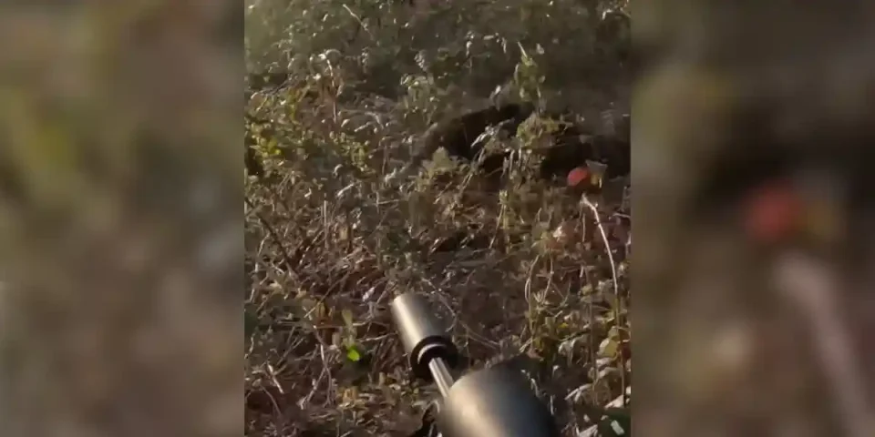tir d'un sanglier à 1 mètre