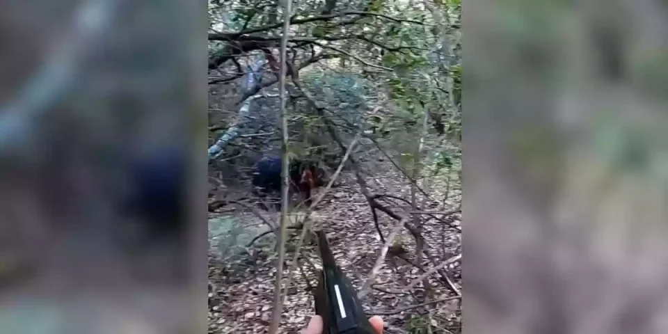 tir d'un sanglier à 5 mètres