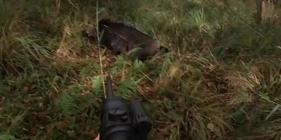 tir d'un sanglier à 5 mètres