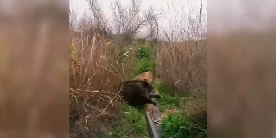tir d'un sanglier dans les marais