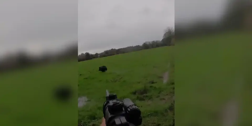 tir sanglier dans un pré inondé