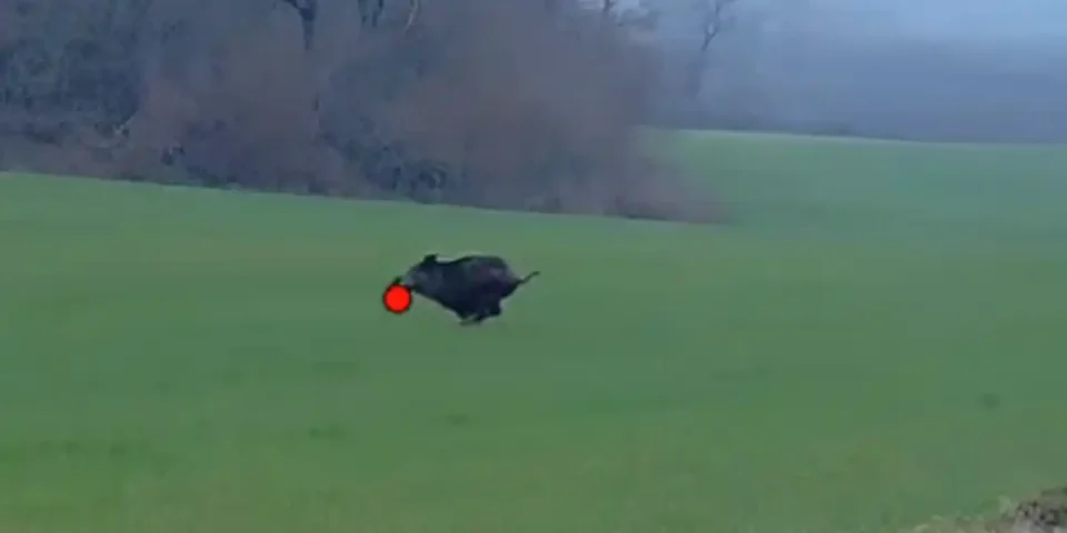 tir sanglier en shotkam