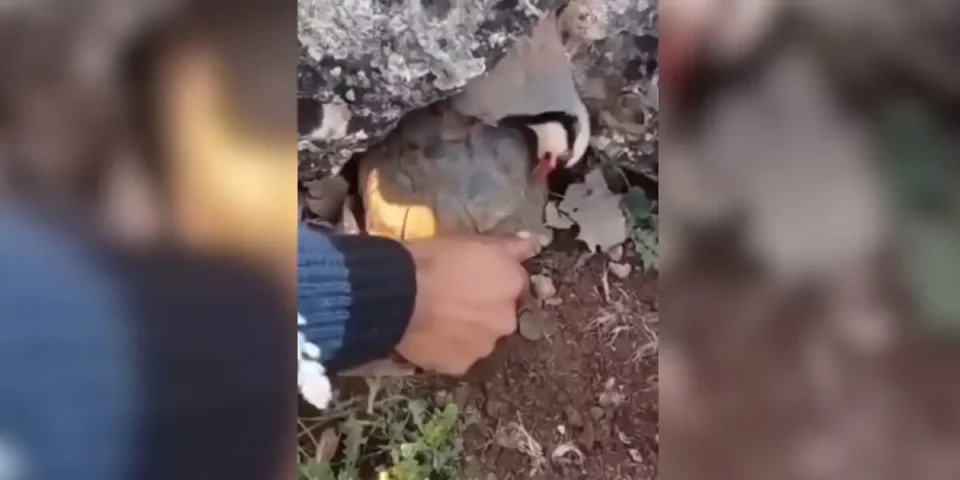 tortue dans un nid de perdrix