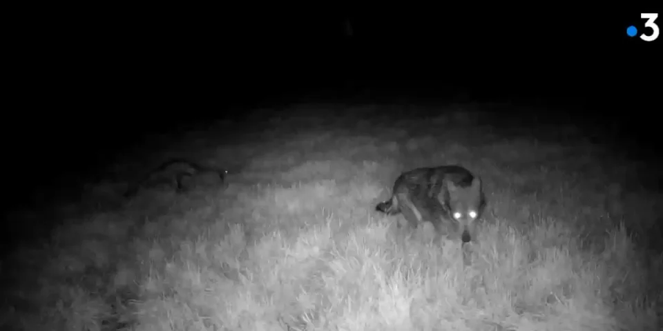 traque du loup dans le Béarn