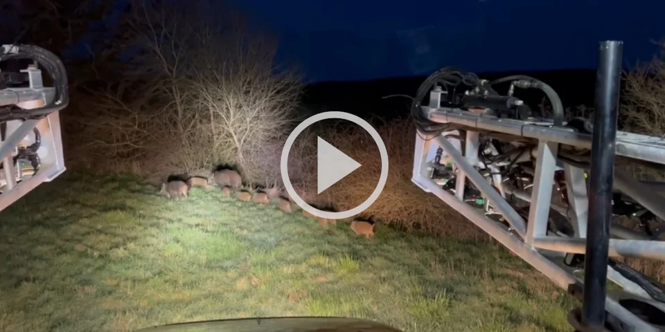 [Vidéo] Un agriculteur filme une compagnie de sangliers et s’inquiète d’en croiser partout